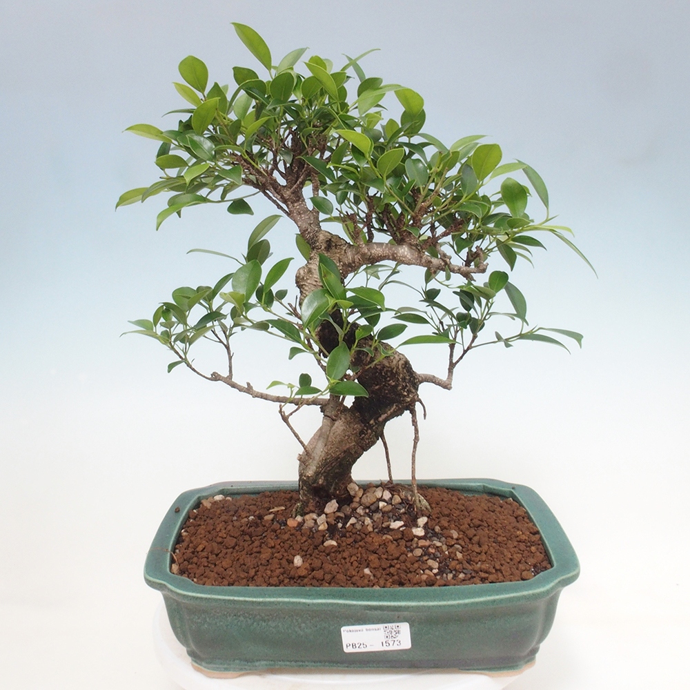 Pokojová bonsai - Ficus kimmen -  malolistý fíkus