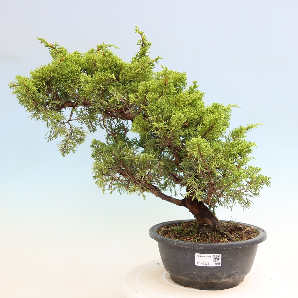 Venkovní bonsai - Juniperus chinensis Itoigawa-Jalovec čínský