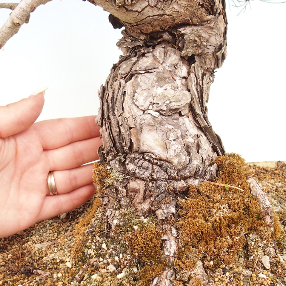 Venkovní bonsai - Pinus parviflora - Borovice drobnokvětá