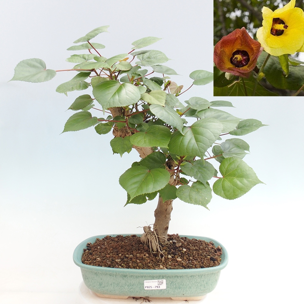 Pokojová bonsai - Hibiscus tiliaceus - Ibišek lípovitý, morský