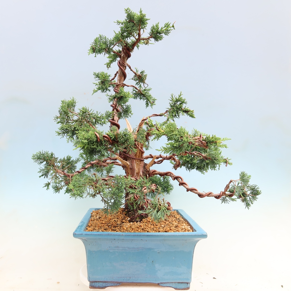 Venkovní bonsai - Juniperus chinensis Kishu -Jalovec čínský