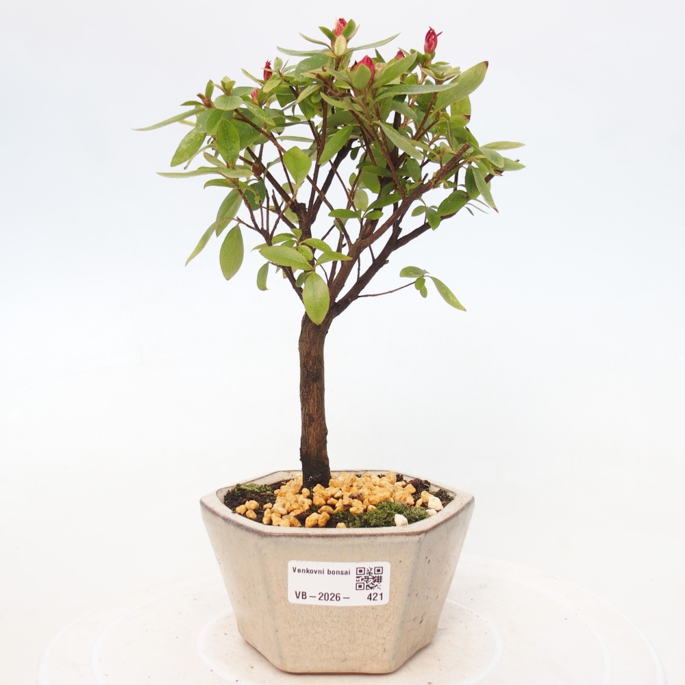 Venkovní bonsai - Japonská azalka - Azalea sp.
