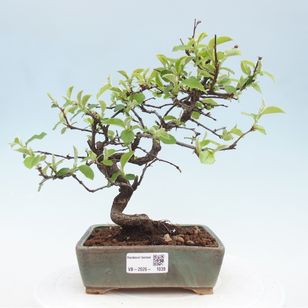 Venkovní  bonsai -  Chaneomeles chinensis - Kdoulovec čínsky