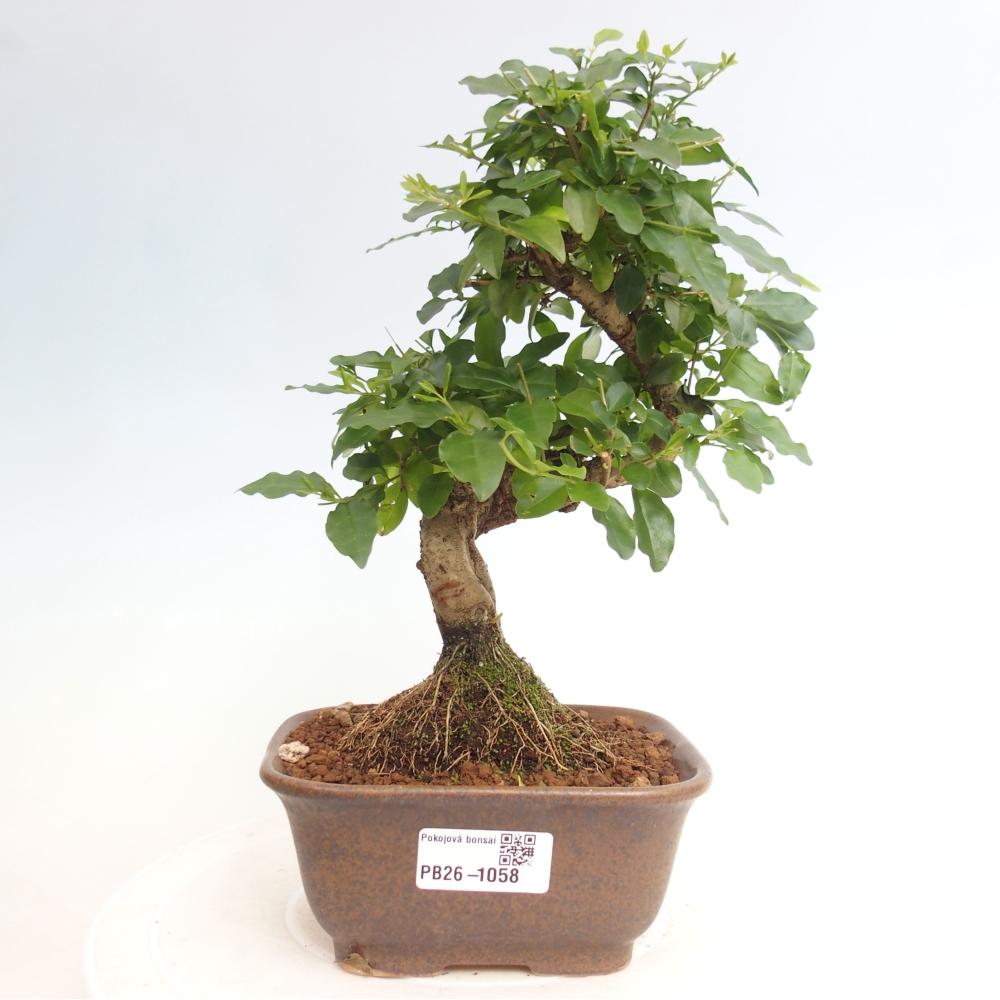 Pokojová bonsai -Ligustrum chinensis - Ptačí zob