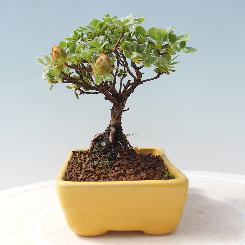 Venkovní bonsai - Rhododendron indicum - Japonská azalka