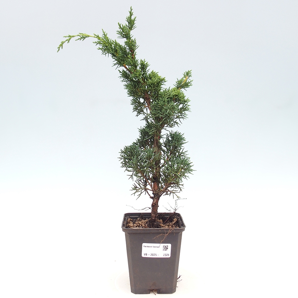 Venkovní bonsai - Juniperus chinensis Kishu -Jalovec čínský
