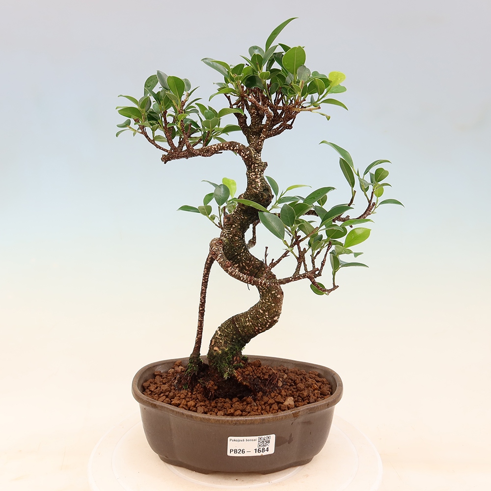 Pokojová bonsai - Ficus retusa -  malolistý fíkus