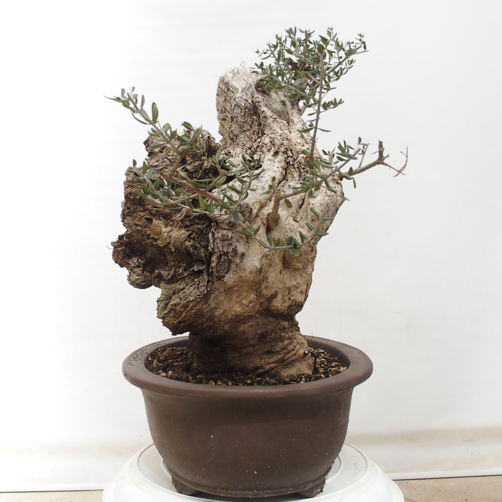 Pokojová bonsai - Olea europaea sylvestris -Oliva evropská drobnolistá