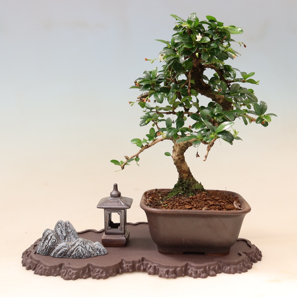 Plastový podstavec pod bonsai 33 x 19 x 1,5 cm, barva hnědá