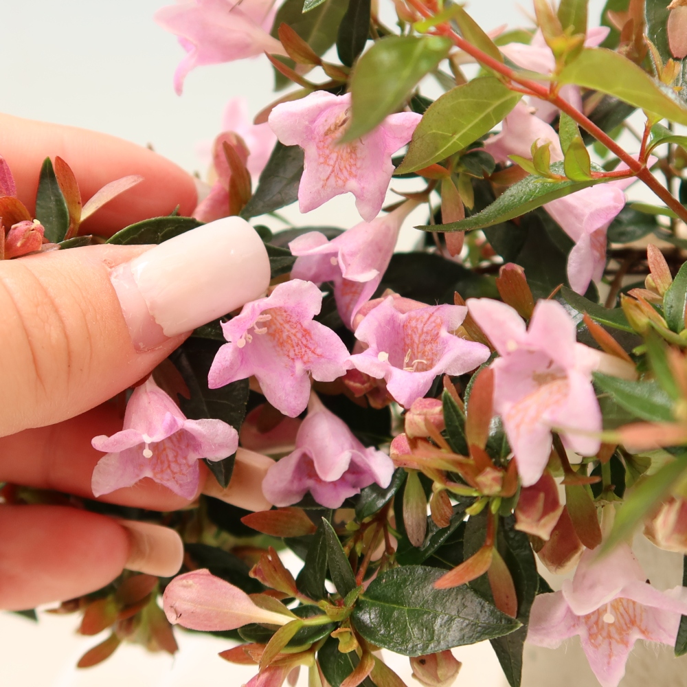 Venkovní bonsai - Abelia Edward Goucher - Abélie velkokvětá
