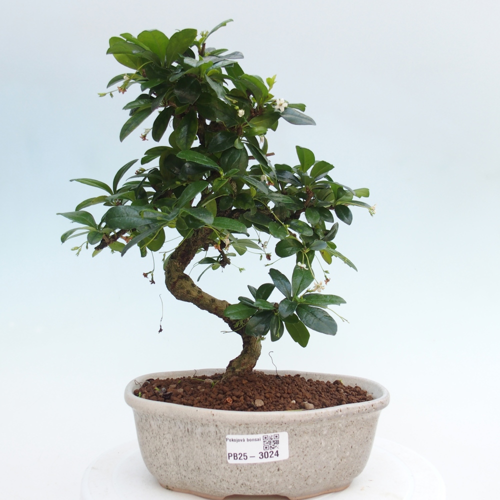 Pokojová bonsai - Carmona macrophylla - Čaj fuki