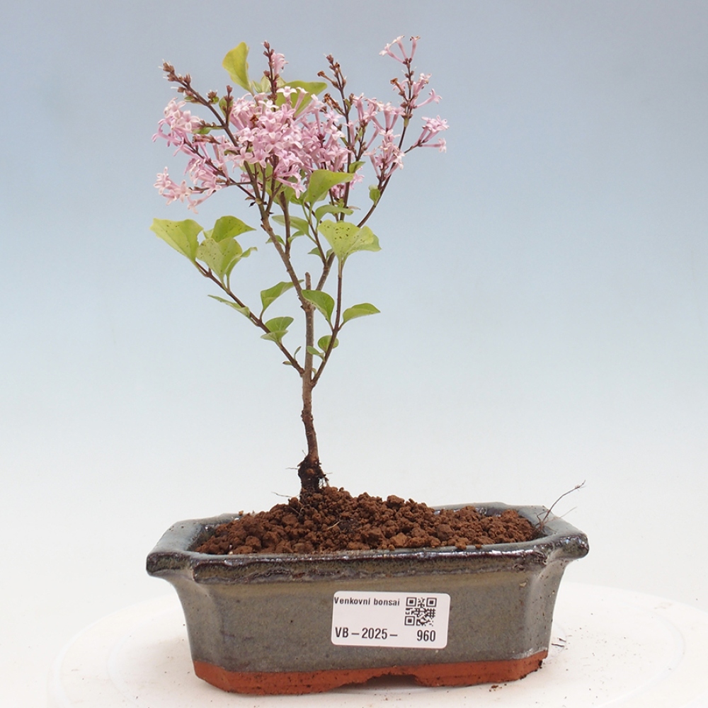 Venkovní bonsai - Syringa Meyeri Palibin - Šeřík Meyerův
