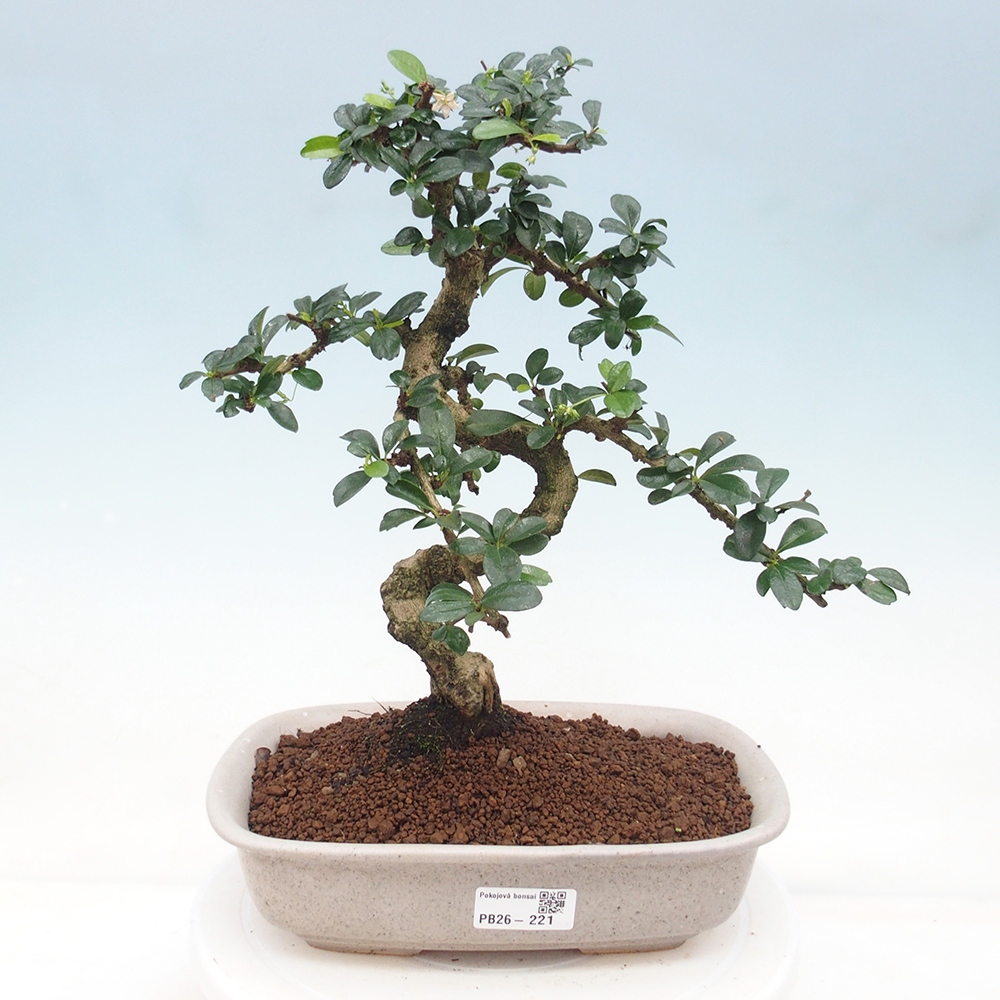 Pokojová bonsai - Carmona macrophylla - Čaj fuki