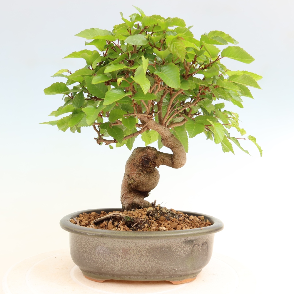 Venkovní bonsai -Carpinus coreana - Habr korejský