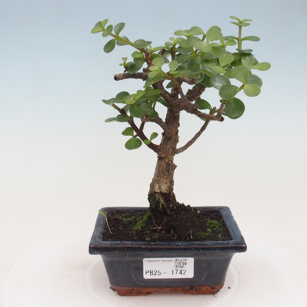 Pokojová bonsai - Portulakaria Afra - Tlustice
