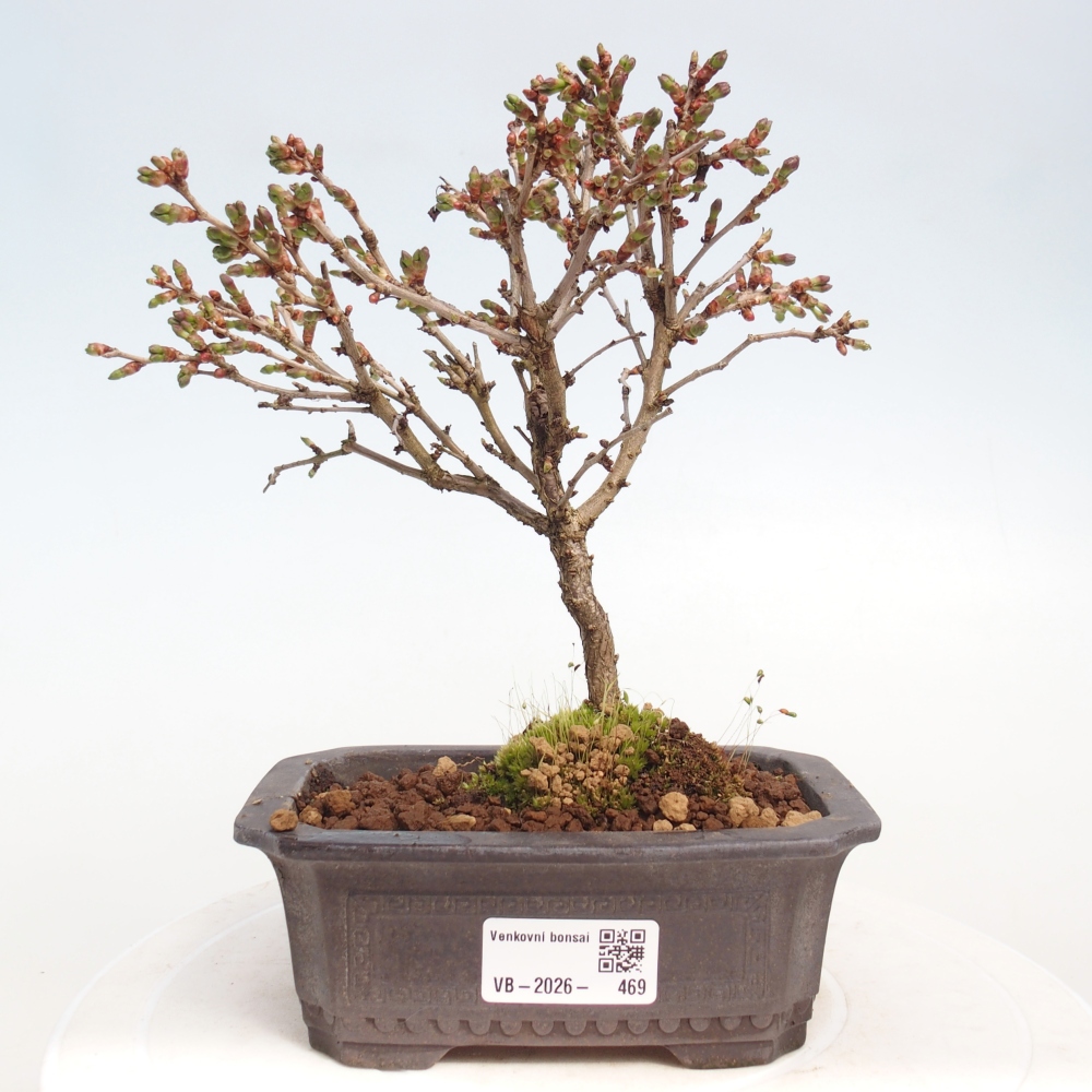 Venkovní bonsai - Prunus incisa Kojou-no mai-Slivoň vyříznutá