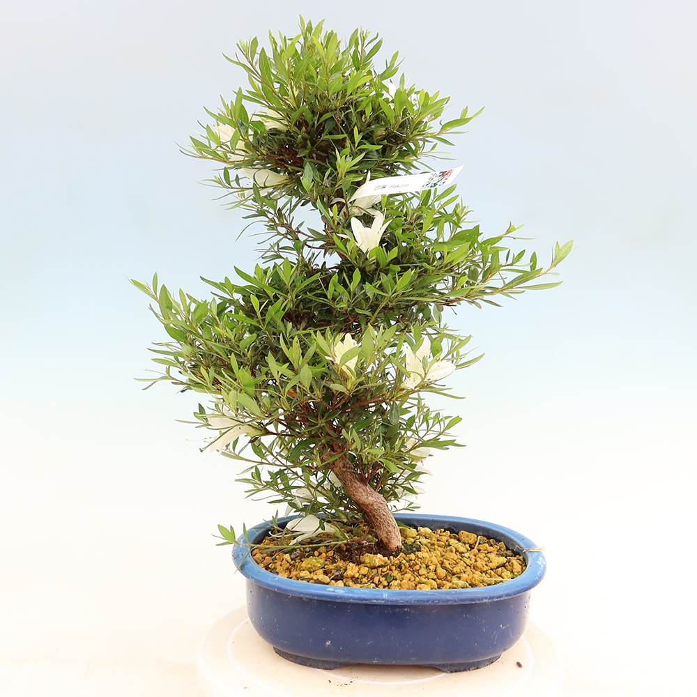 Venkovní bonsai - Japonská azalka - Azalea Hakurin