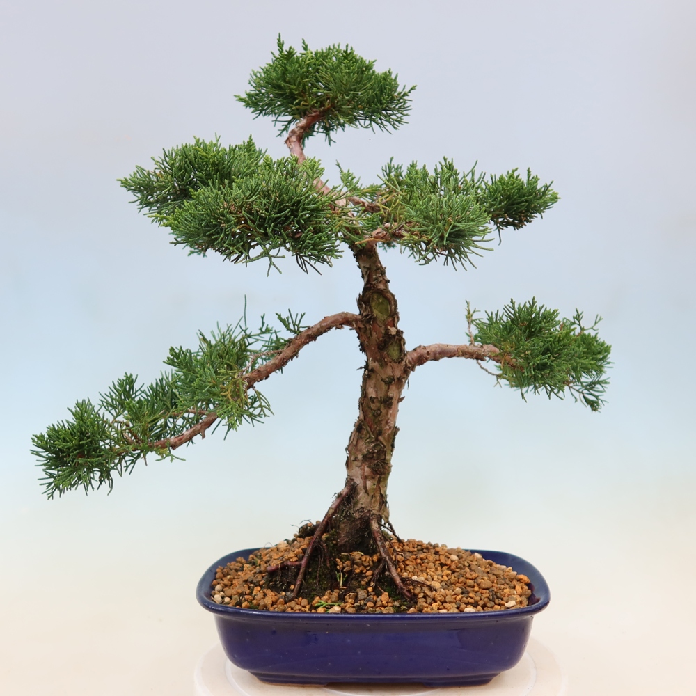 Venkovní bonsai - Juniperus chinensis Kishu -Jalovec čínský