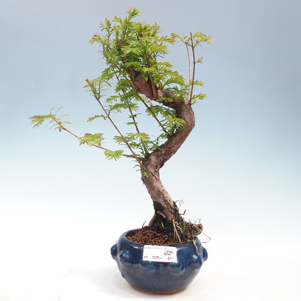 Venkovní bonsai - Metasequoia glyptostroboides - Metasekvoje čínská