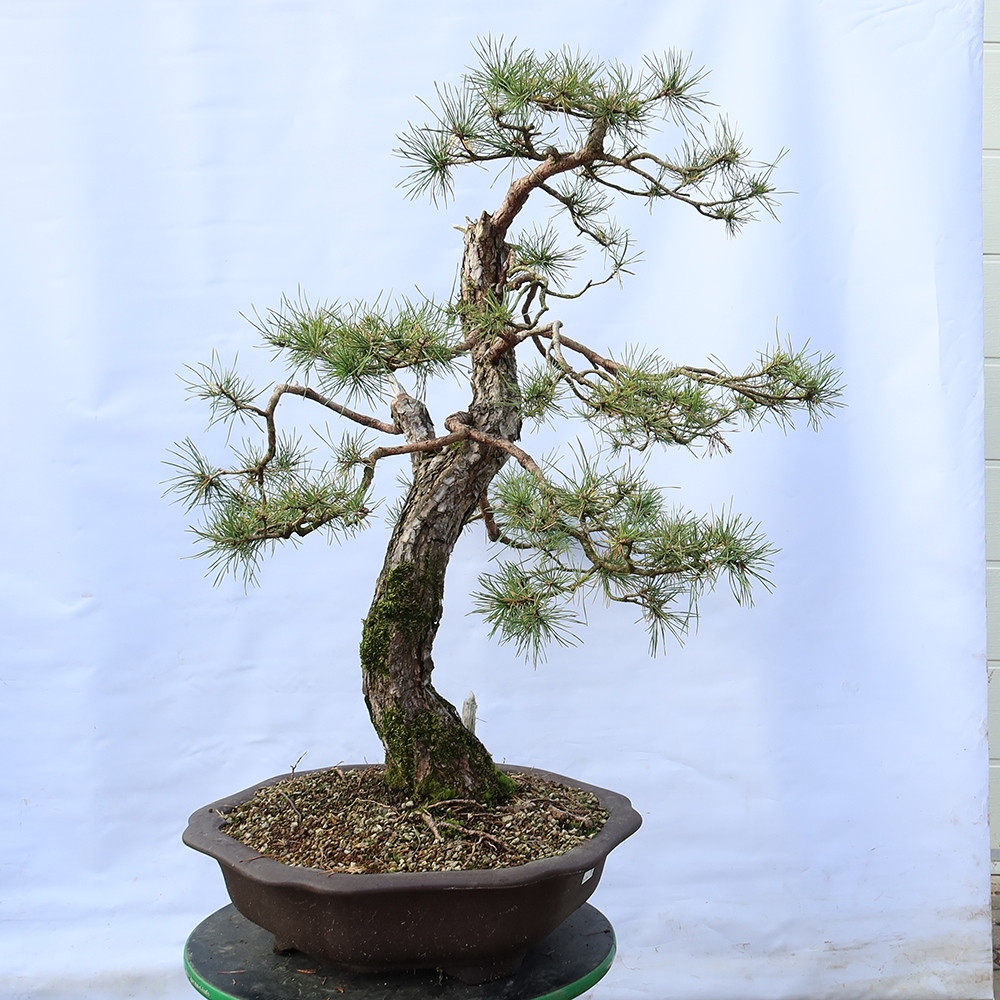 Pinus sylvestris Španělsko - borovice lesní