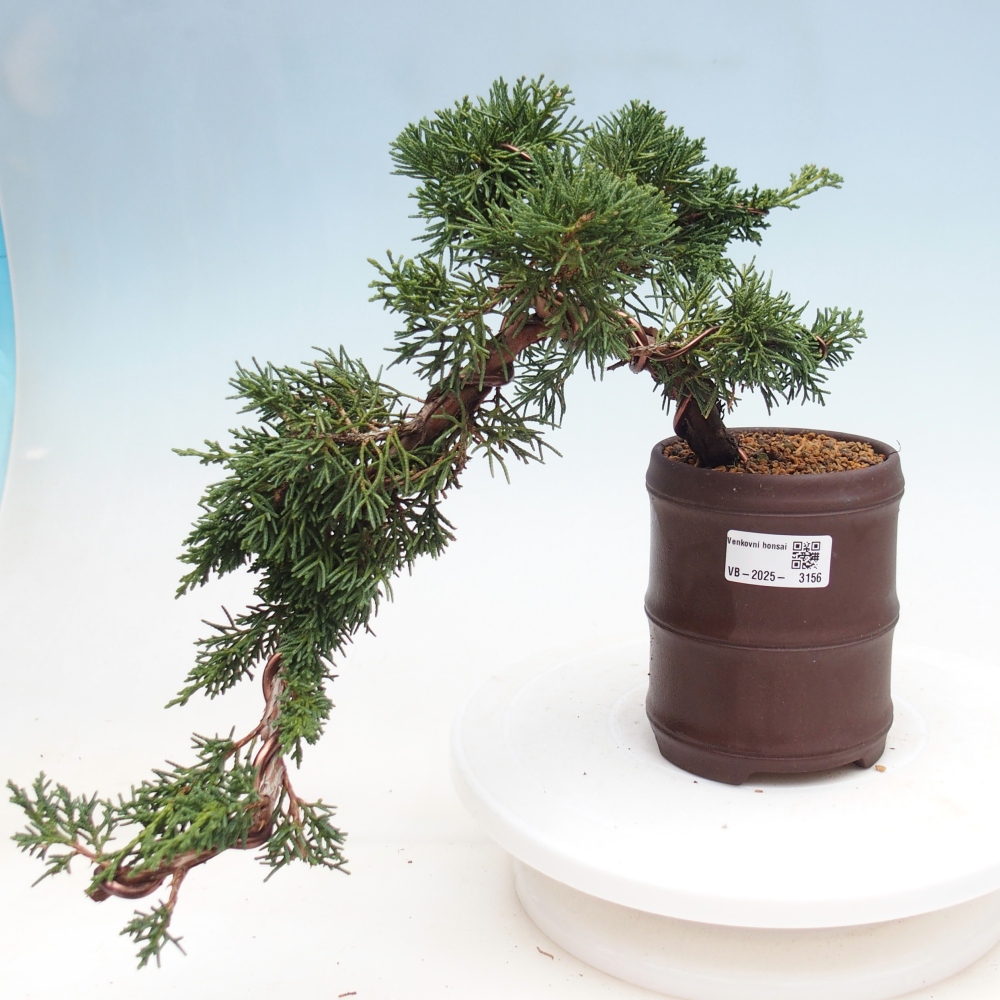Venkovní bonsai - Juniperus chinensis Kishu -Jalovec čínský