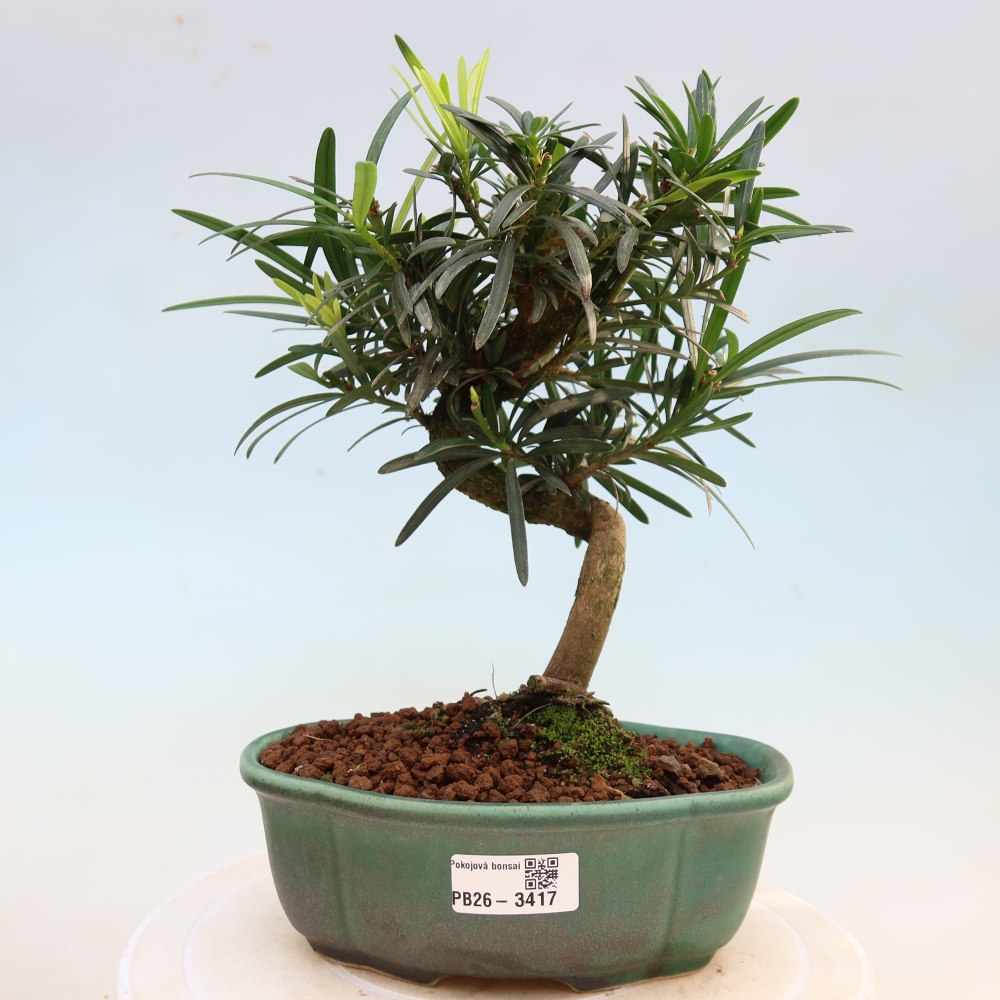 Pokojová bonsai - Podocarpus - Kamenný tis