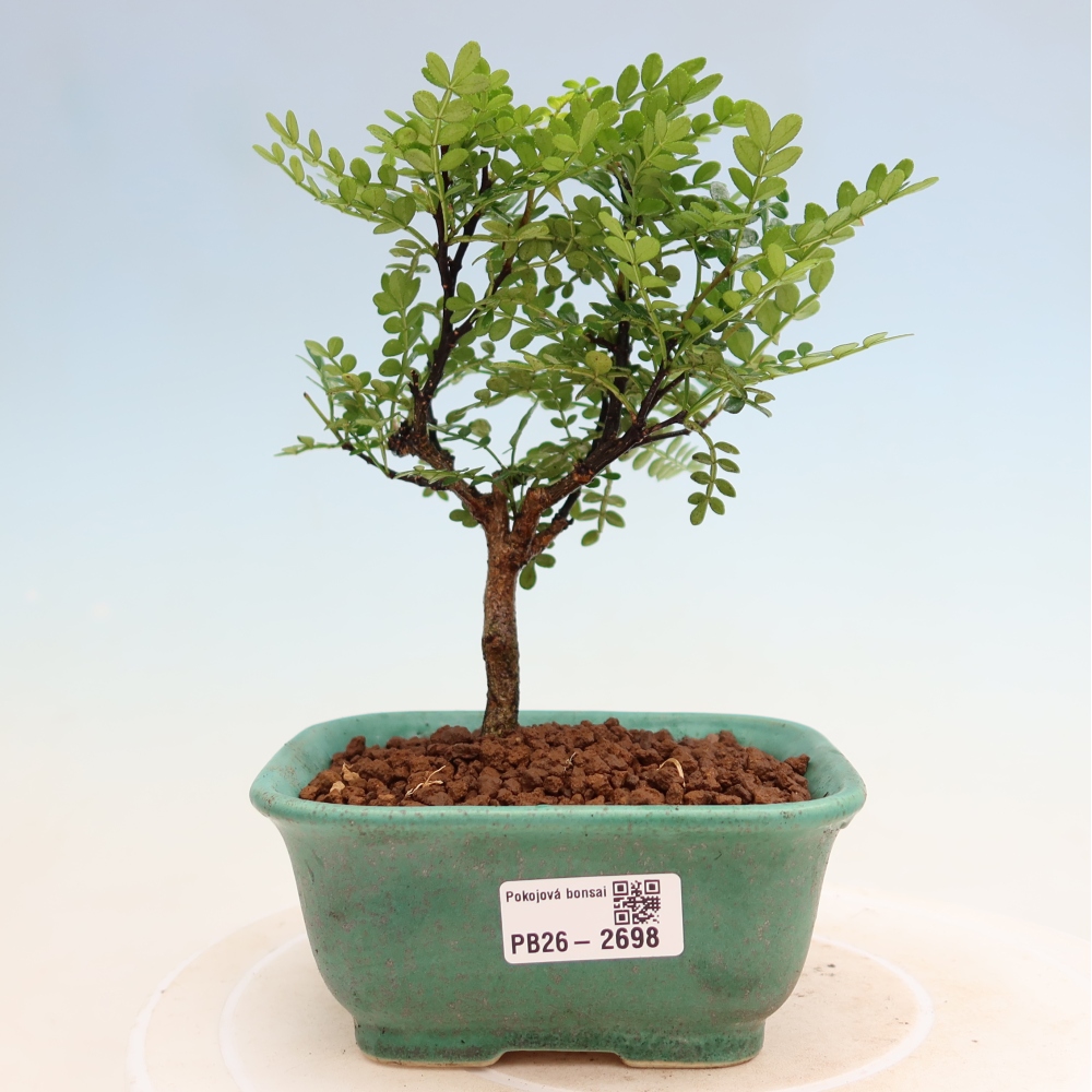 Pokojová bonsai - Zantoxylum piperitum - Pepřovník