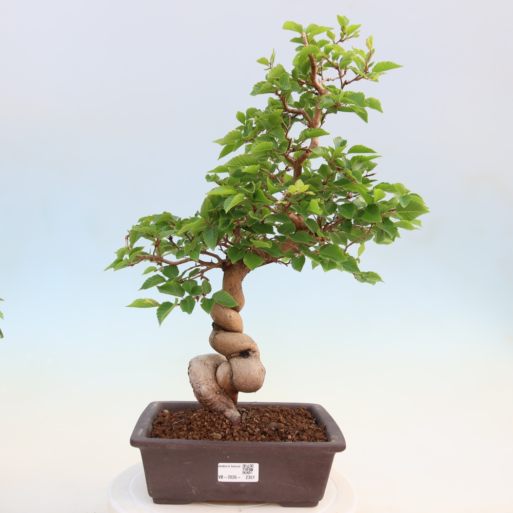 Venkovní bonsai -Carpinus coreana - Habr korejský