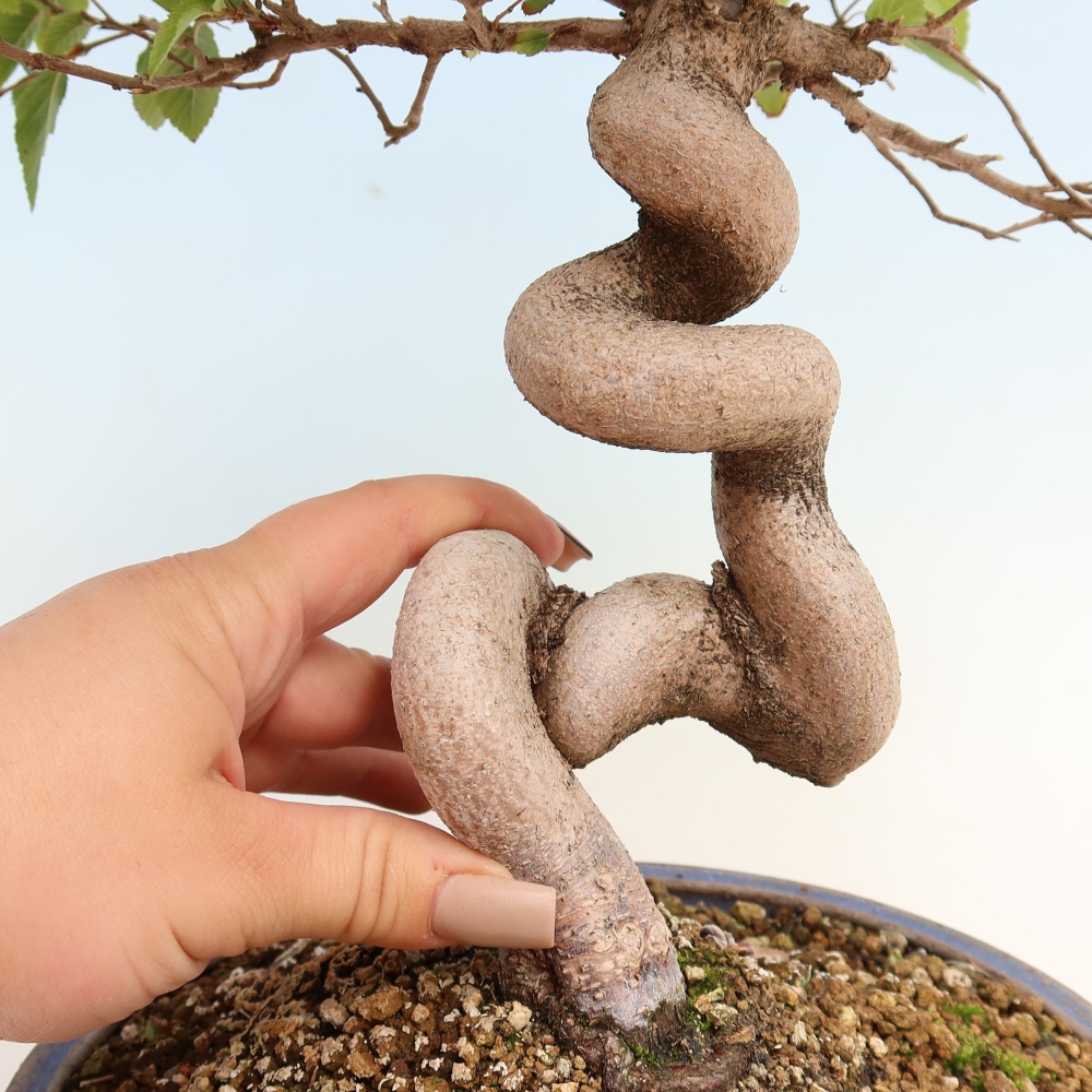 Venkovní bonsai -Carpinus CARPINOIDES - Habr korejský