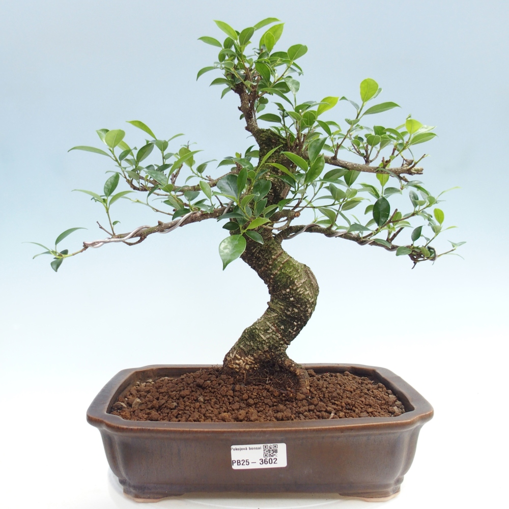 Pokojová bonsai - Ficus kimmen -  malolistý fíkus