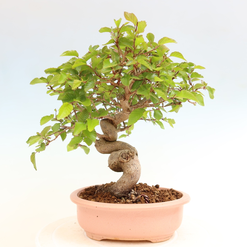 Venkovní bonsai -Carpinus coreana - Habr korejský