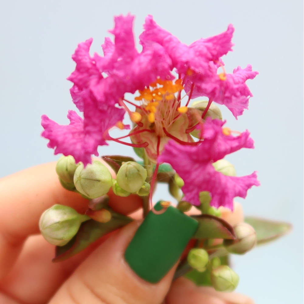Pokojová bonsai - Lagerstroemia indica - indický šeřík