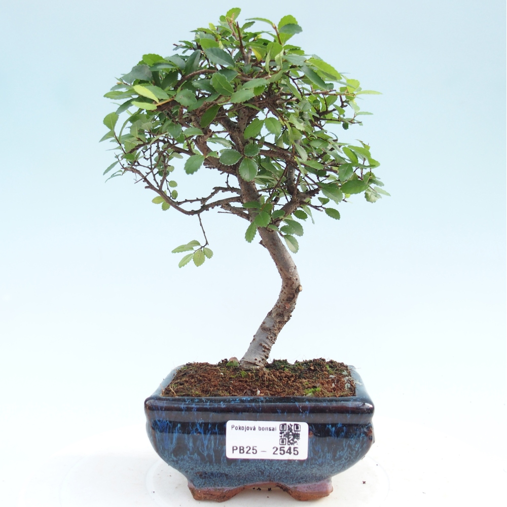 Pokojová bonsai - Ulmus parvifolia - Malolistý jilm