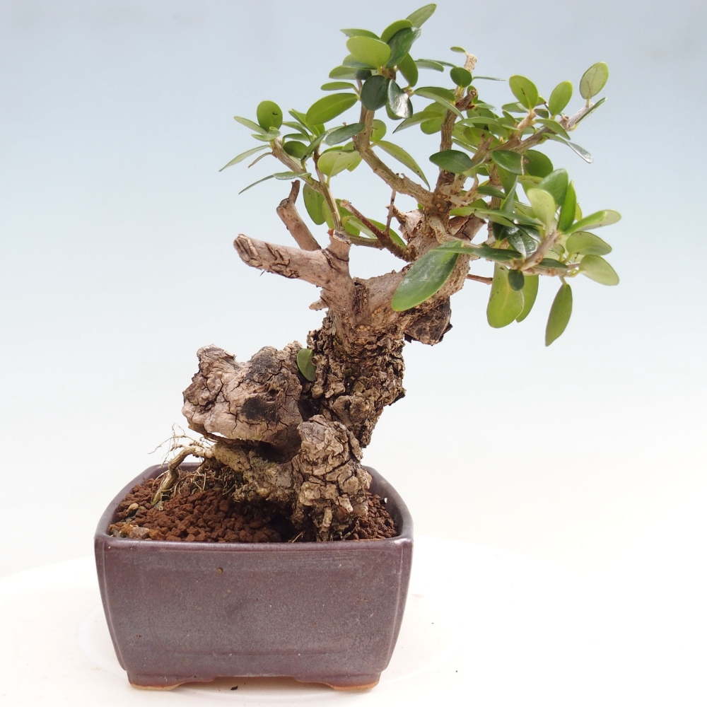 Pokojová bonsai - Olea europaea sylvestris -Oliva evropská drobnolistá