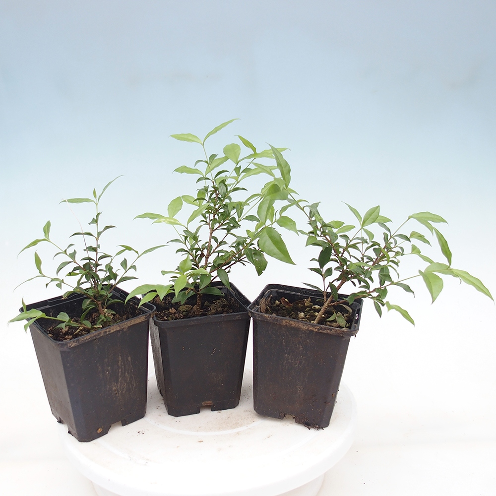 Pokojová bonsai - Malpighia coccigera- Barbdorská třešeň v kontejneru