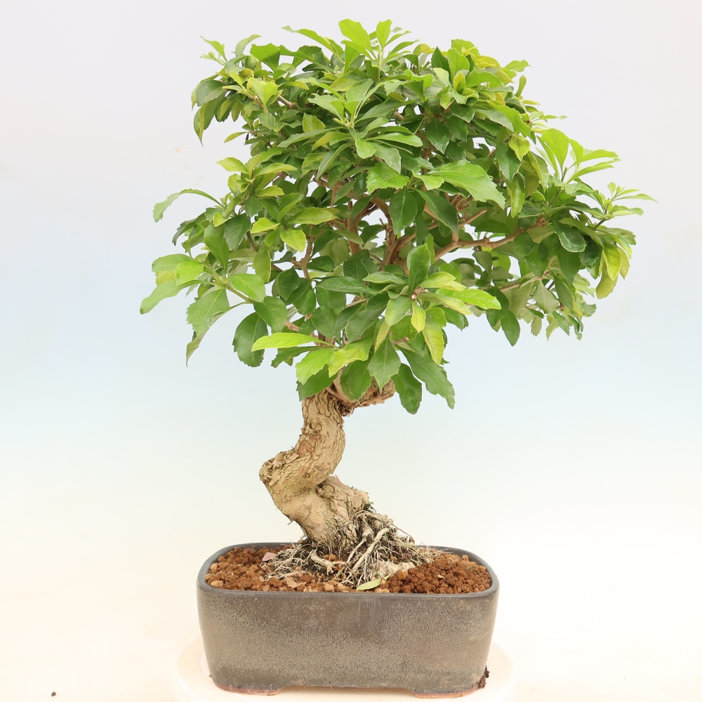Pokojová bonsai - Duranta erecta Aurea