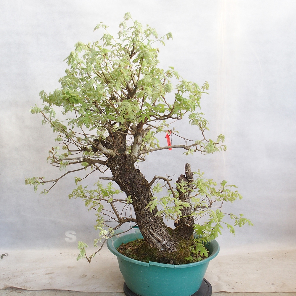 Venkovní bonsai Quercus Cerris - Dub Cer