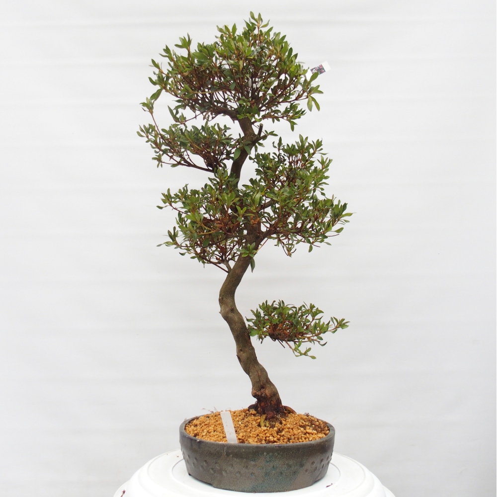 Venkovní bonsai - Japonská azalka - Azalea Chihiro