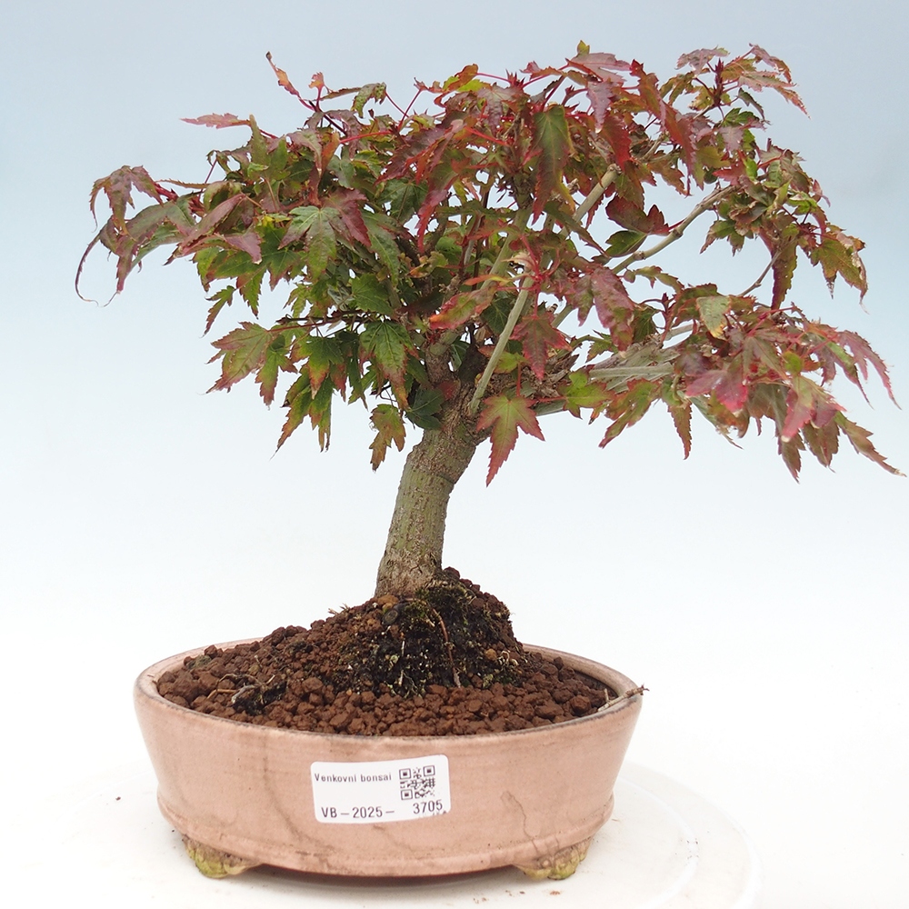 Acer palmatum KIOHIME - Javor dlanitolistý