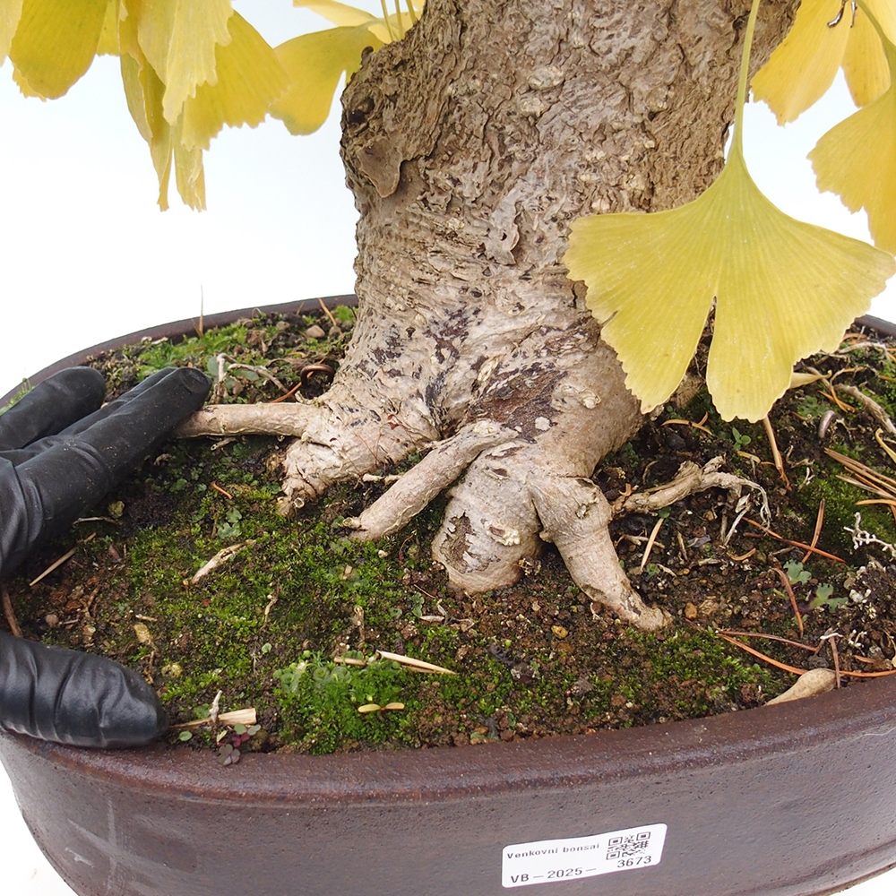 Venkovní bonsai - Jinan dvoulaločný - Ginkgo biloba