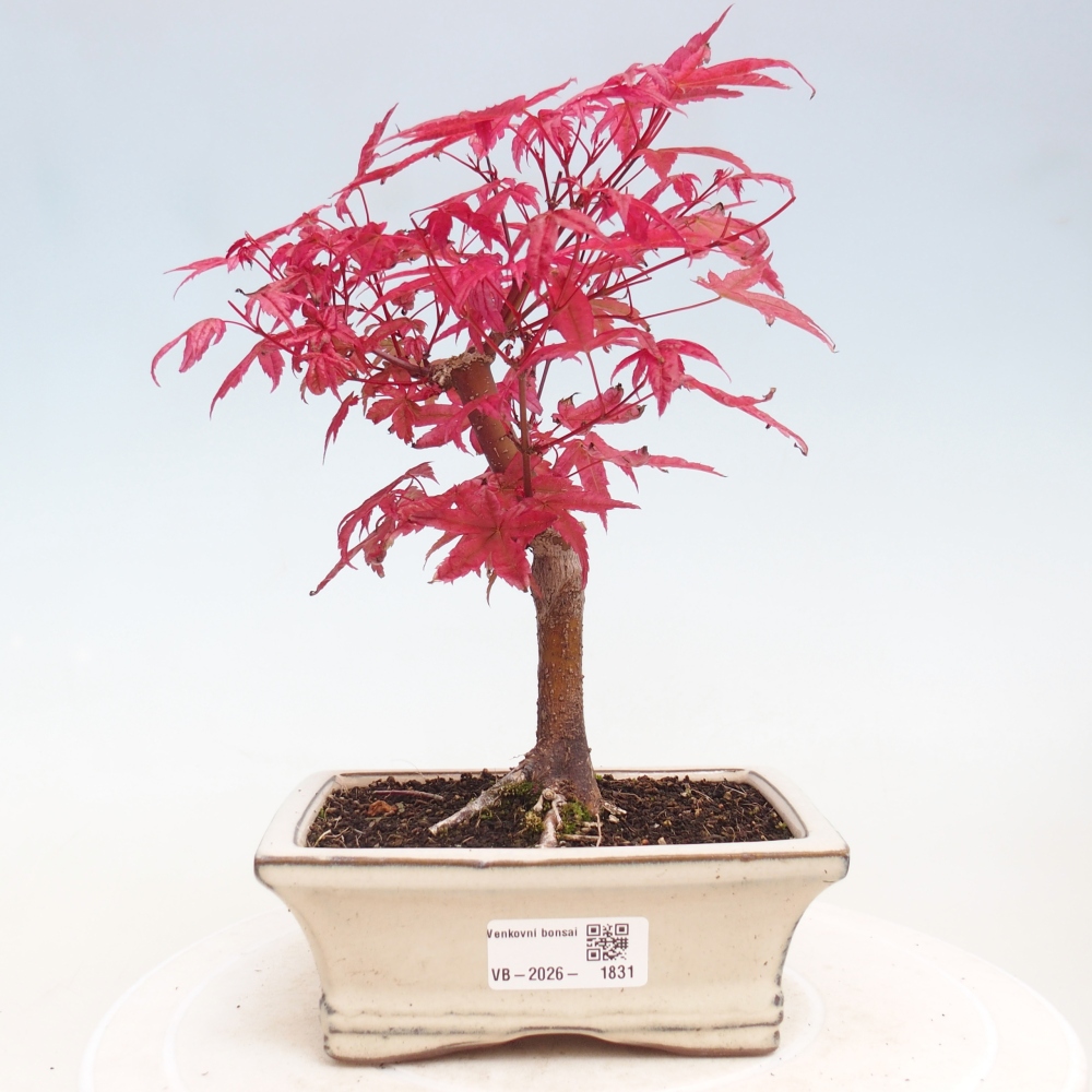 Venkovní bonsai - Javor dlanitolistý - Acer palmatum DESHOJO