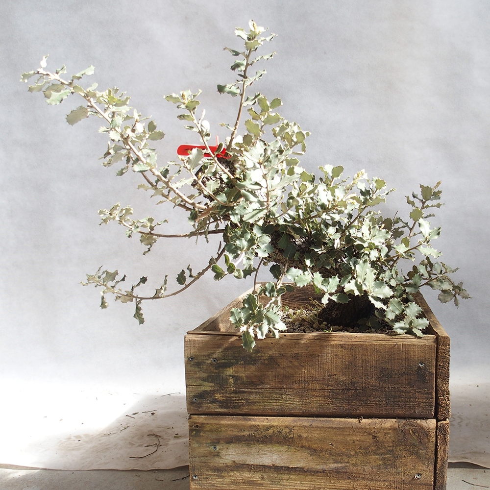 Venkovní bonsai Quercus coccifera - Dub Kermesový