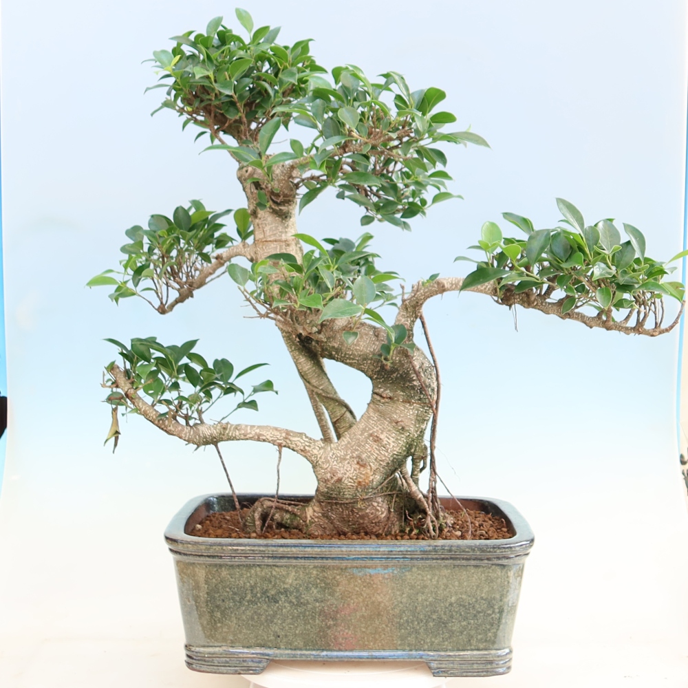 Pokojová bonsai - Ficus kimmen -  malolistý fíkus