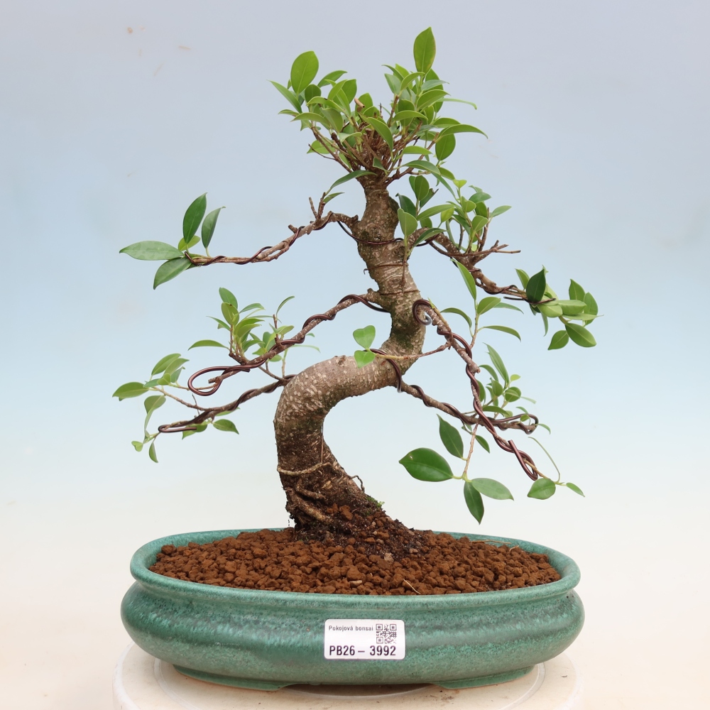 Pokojová bonsai - Ficus kimmen -  malolistý fíkus