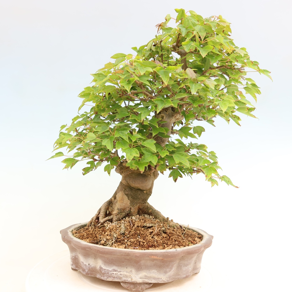 Venkovní bonsai - Javor Burgerův - Acer Burgerianum 