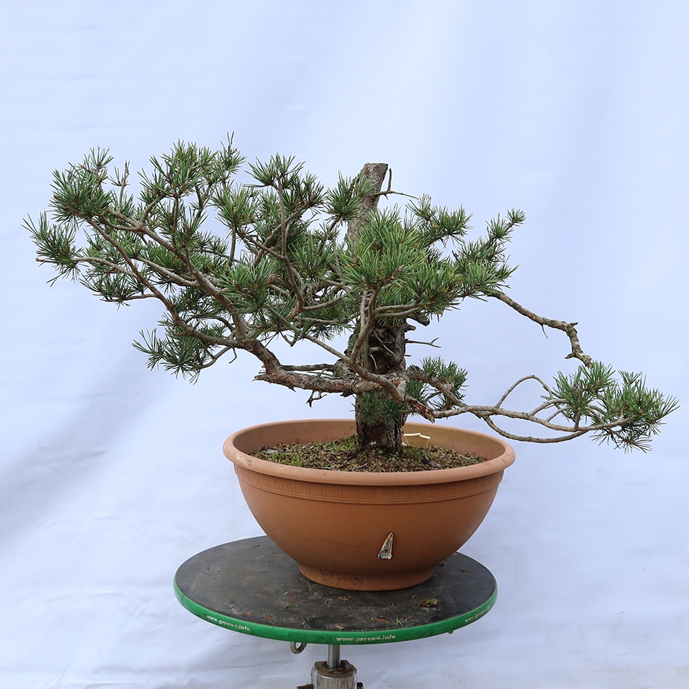 Pinus sylvestris Španělsko - borovice lesní