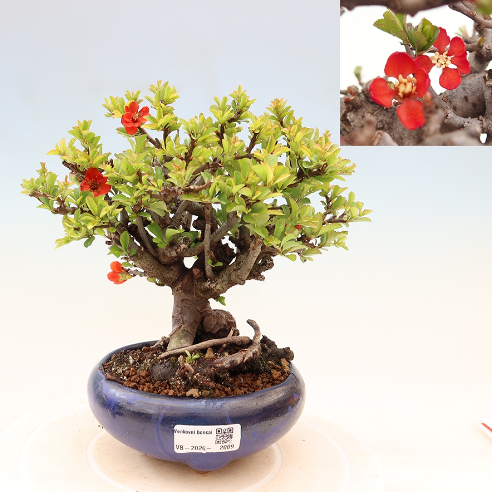 Venkovní  bonsai -  Chaneomeles speciosa Chojubai - Kdoulovec ozdobný