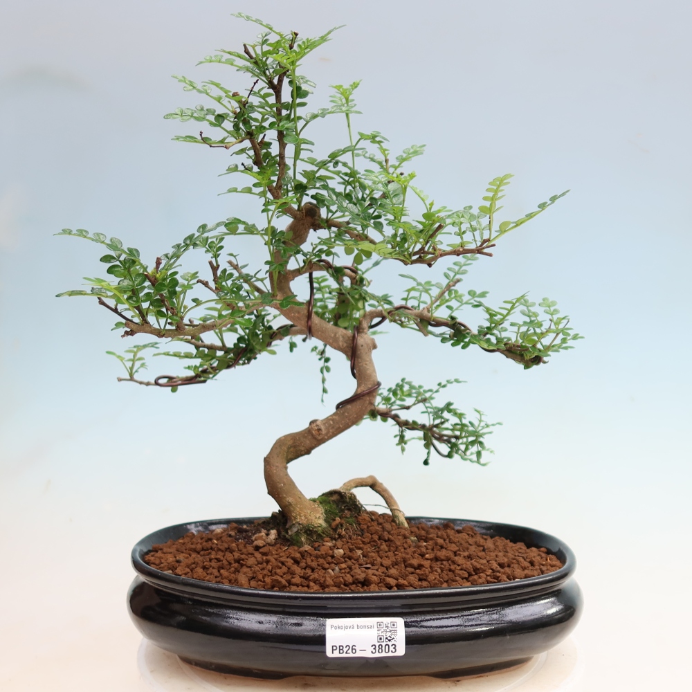 Pokojová bonsai - Zantoxylum piperitum - Pepřovník