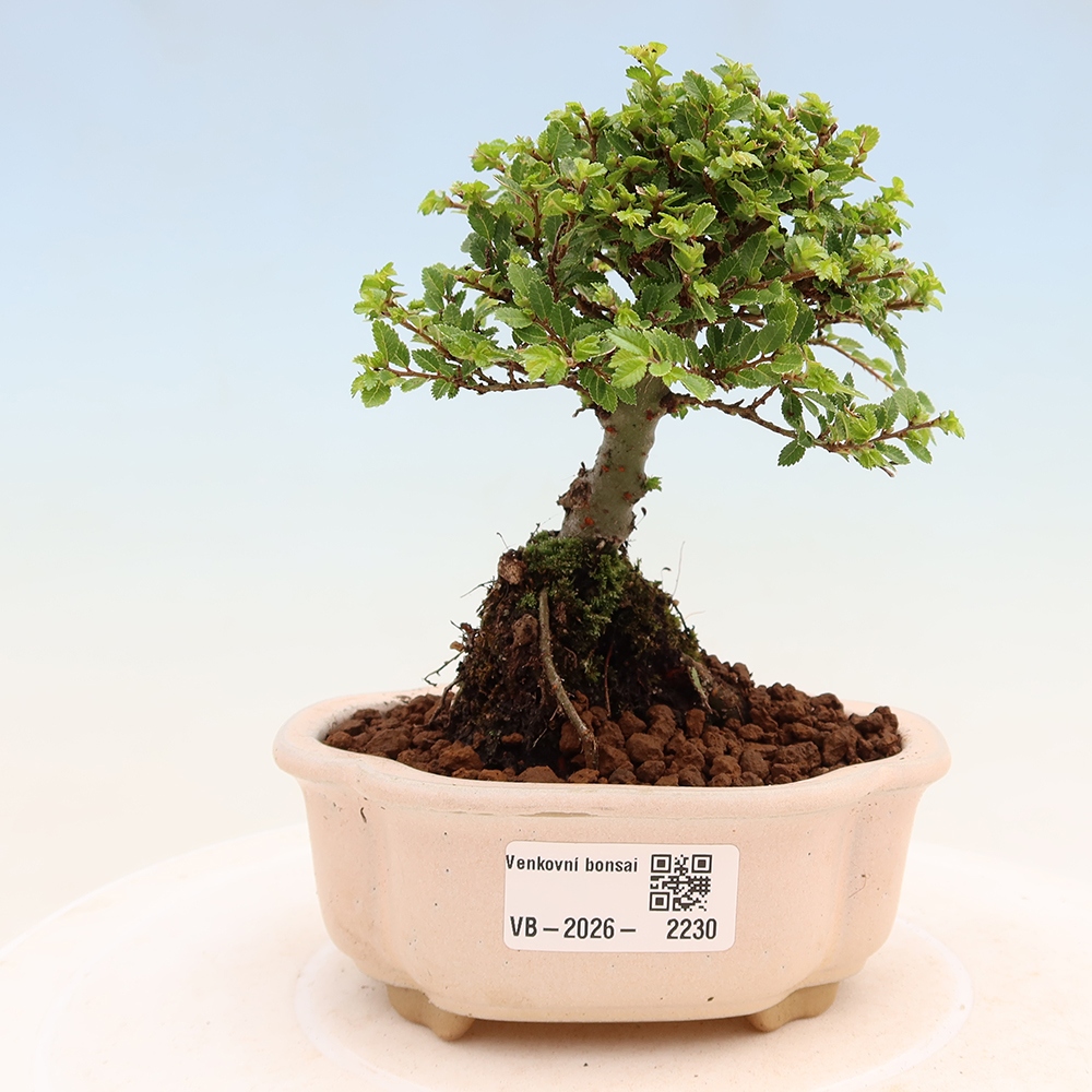 Venkovní bonsai - Ulmus parvifolia Sagei - Malolistý jilm