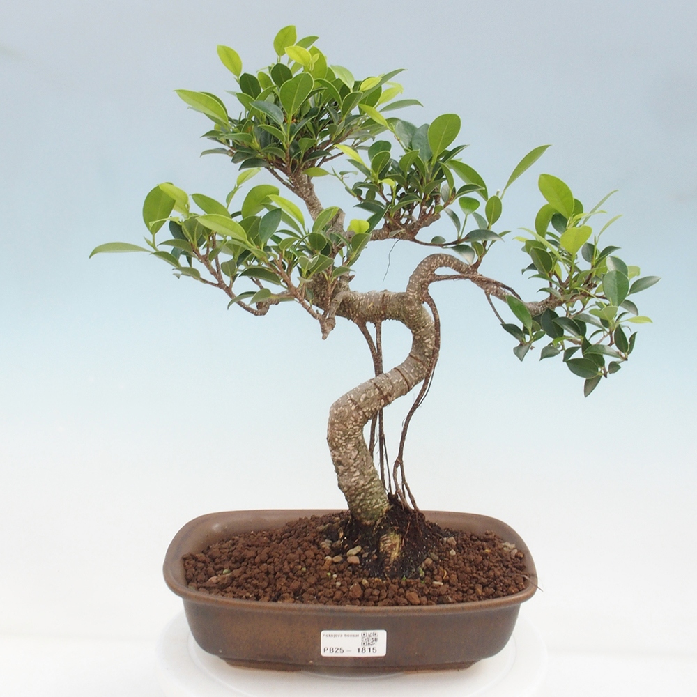 Pokojová bonsai - Ficus kimmen -  malolistý fíkus